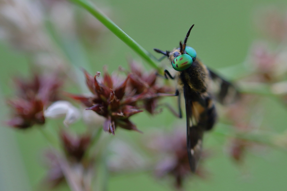 Fraaie vlieg met bijwerkingen - Geleedpotigen - goudoogdaas