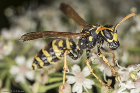 Franse veldwesp (Polistes dominula) 1