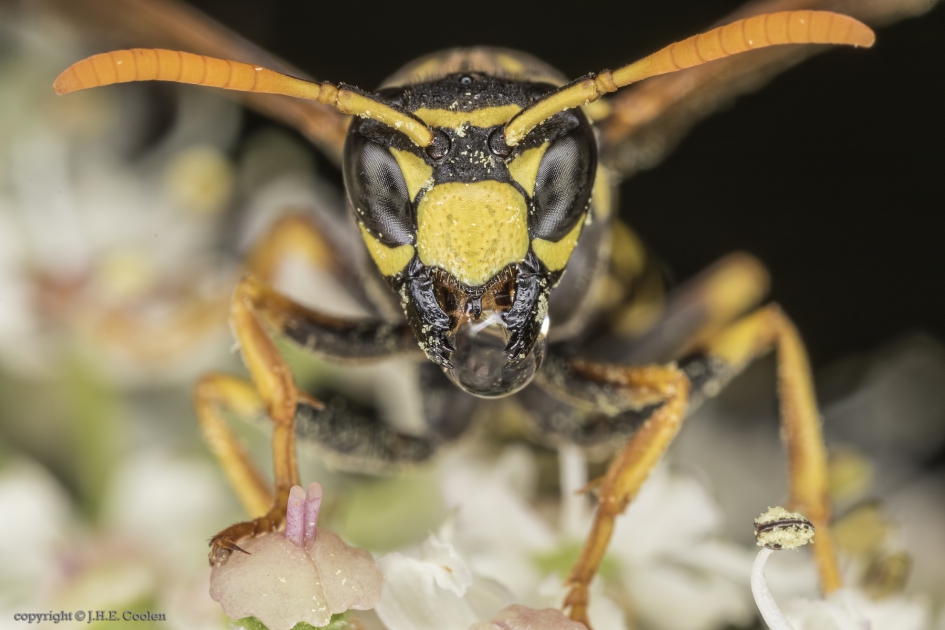 Franse veldwesp (Polistes dominula) 2 - Geleedpotigen - Franse veldwesp