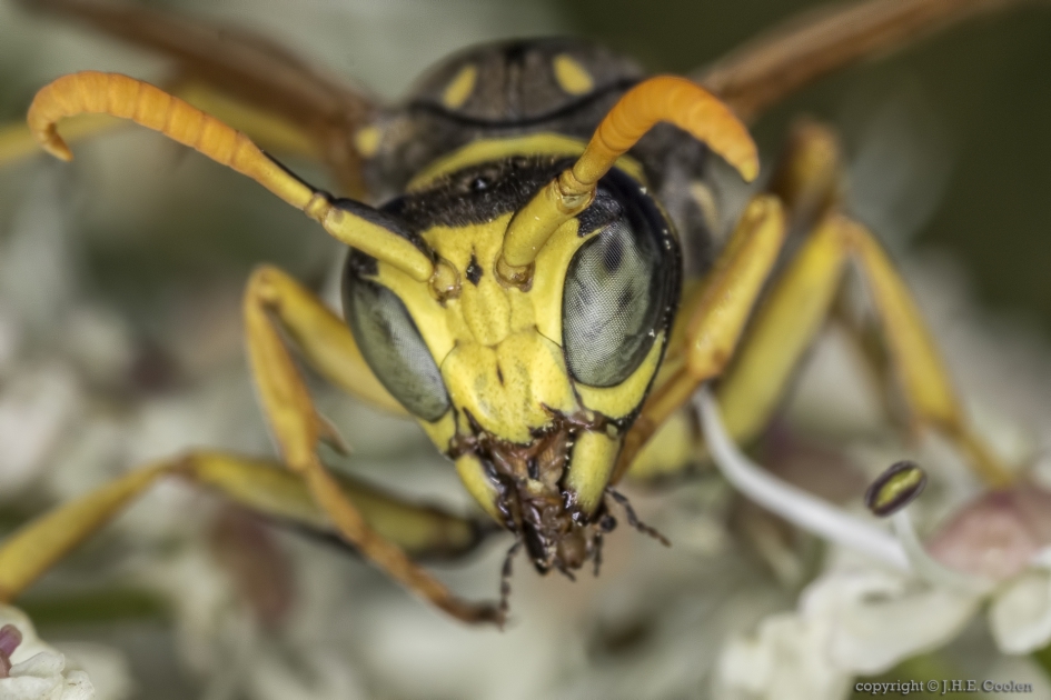 Franse veldwesp (Polistes dominula) - Geleedpotigen - Franse veldwesp
