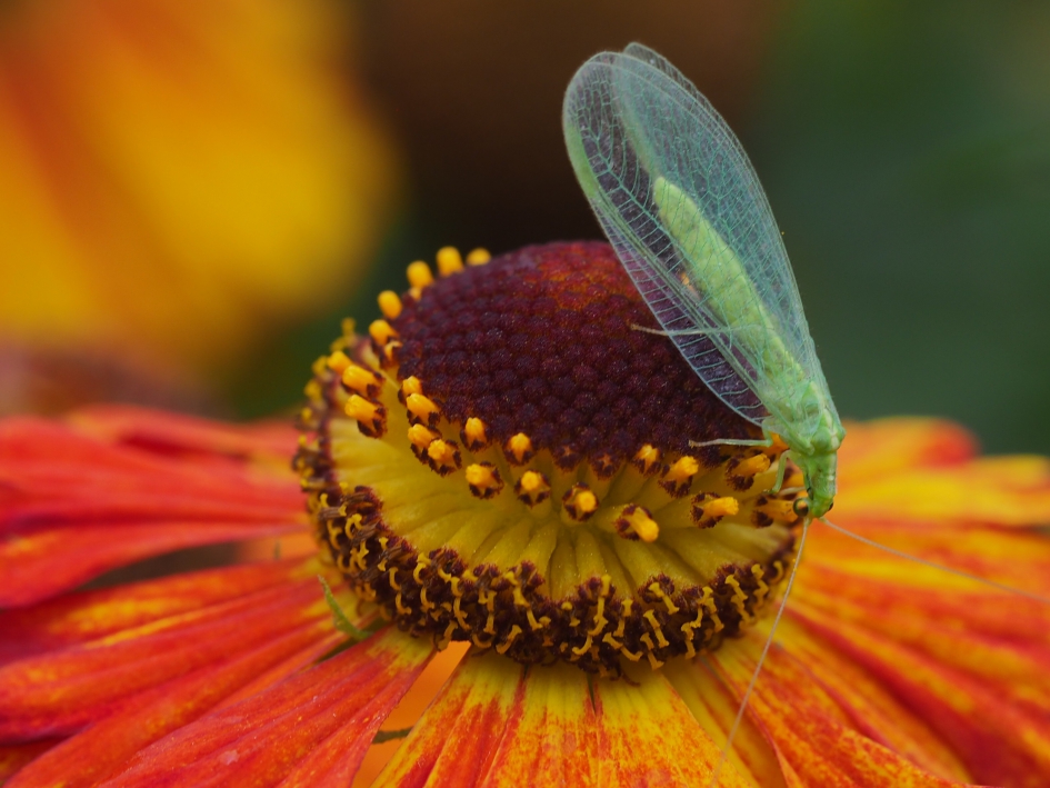 Gaasvlieg op de helenium - Geleedpotigen - Gaasvlieg of ook wel bruin of goudoogje genoemd