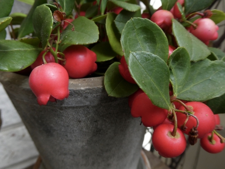 Gaultheria