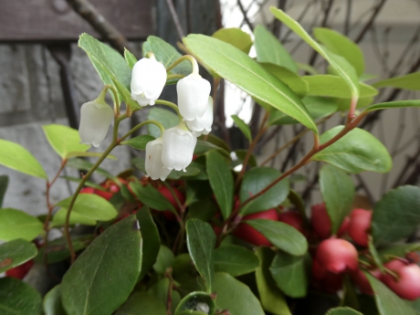 Gaultheria