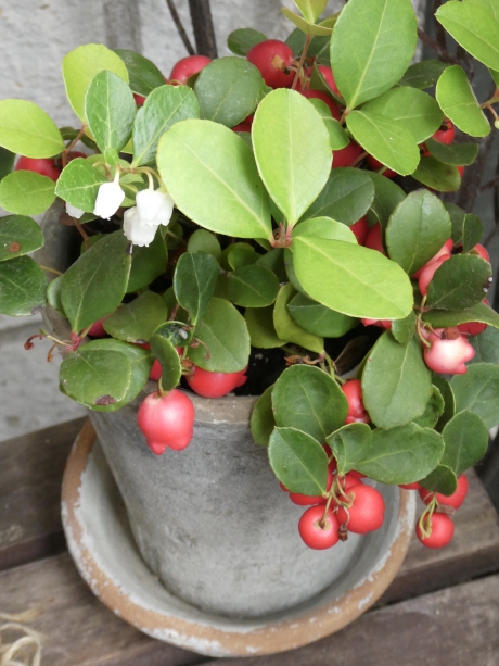 Gaultheria