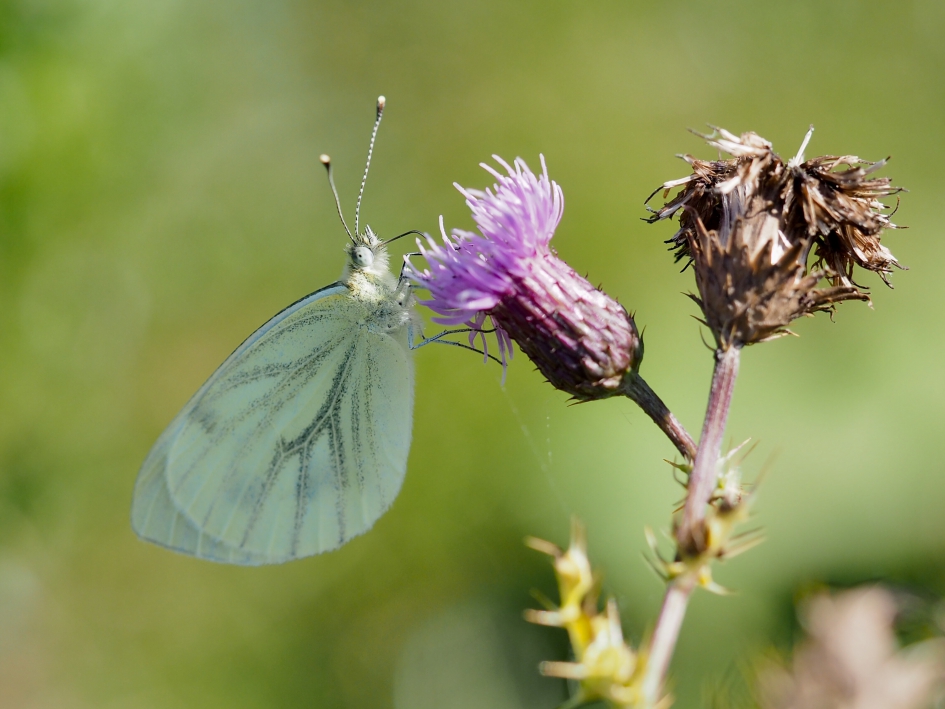 Geaderd - Geleedpotigen - Klein geaderd witje