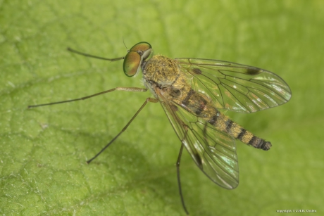 Geelpootschubsnipvlieg (Chrysopilus asiliformis)