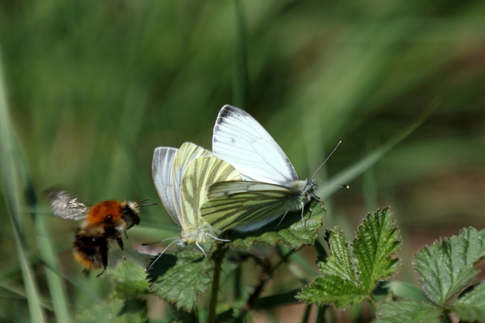 geen moment rust - Geleedpotigen - klein geaderd witje