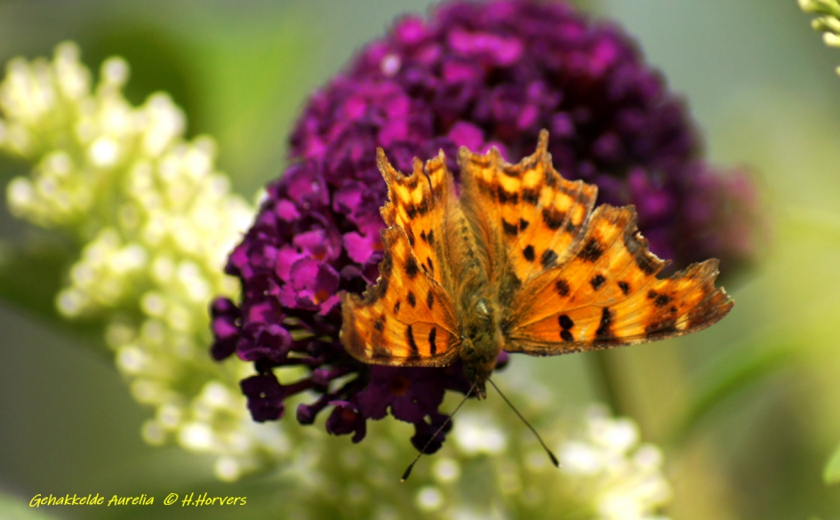Gehakkelde Aurelia - Geleedpotigen - Gehakkelde Aurelia