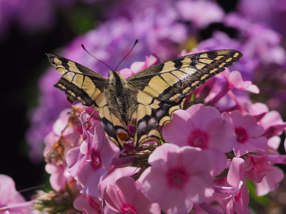 Gehavend - Geleedpotigen - Konginnenpage