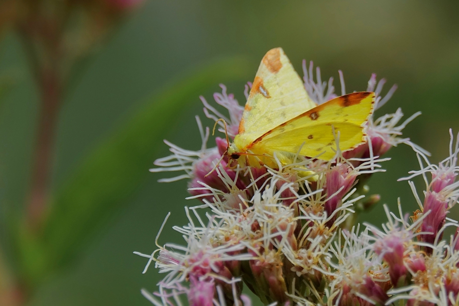 Gele Luzernevlinder - Geleedpotigen - Gele Luzernevlinder