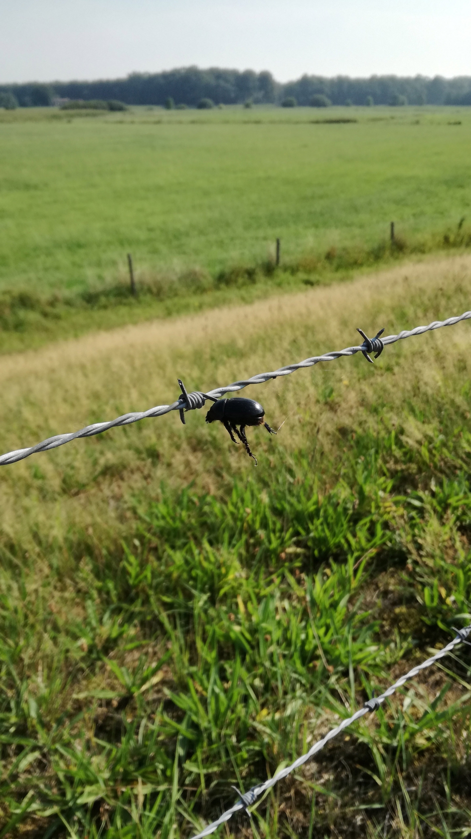 Gespieste mestkever - Geleedpotigen - Mestkever