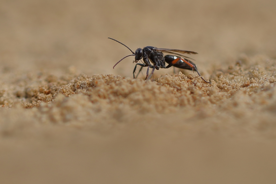 gevlekte kruisspinnendoder -foto 1 van 4- - Geleedpotigen - gevlekte kruisspinnendoder