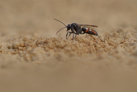 gevlekte kruisspinnendoder -foto 1 van 4-