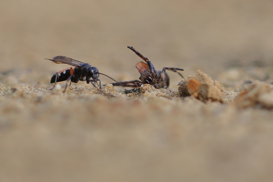 gevlekte kruisspinnendoder -foto 2 van 4- - Geleedpotigen - gevlekte kruisspinnendoder