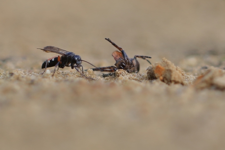 gevlekte kruisspinnendoder -foto 2 van 4-