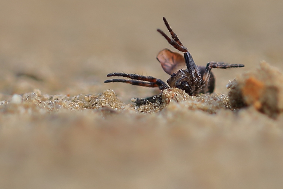 gevlekte kruisspinnendoder -foto 3 van 4- - Geleedpotigen - gevlekte kruisspinnendoder