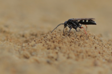 gevlekte kruisspinnendoder -foto 4 van 4-