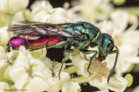 Gewone goudwesp (Chrysis ignita)
