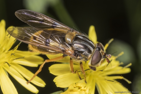 Gewone kopermantel (Ferdinandea cuprea)