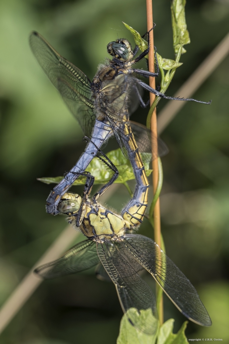 Gewone oeverlibel (Orthetrum cancellatum)