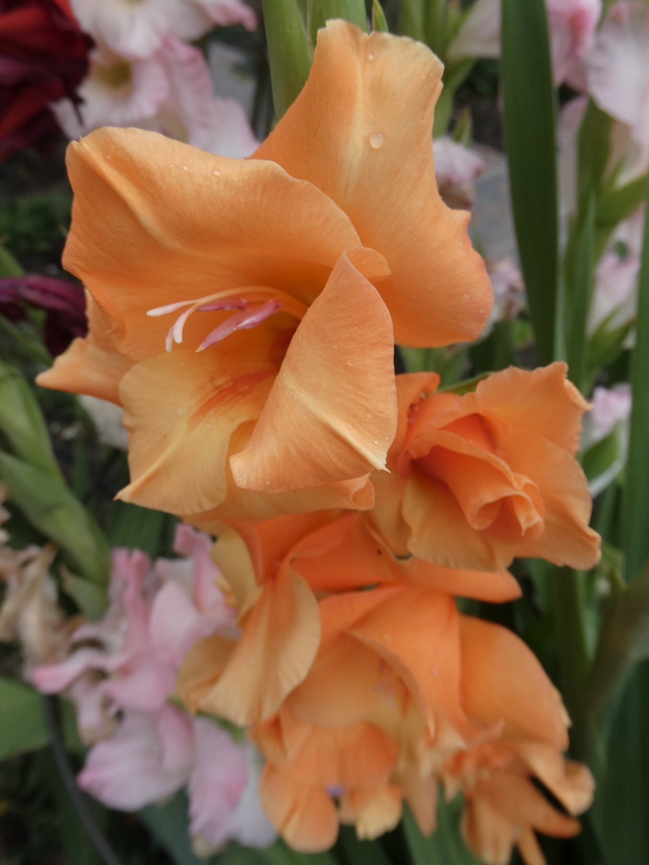 Gladiool - Planten - 