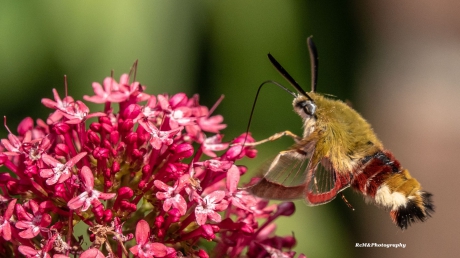 Glasvleugelpijlstaart.
