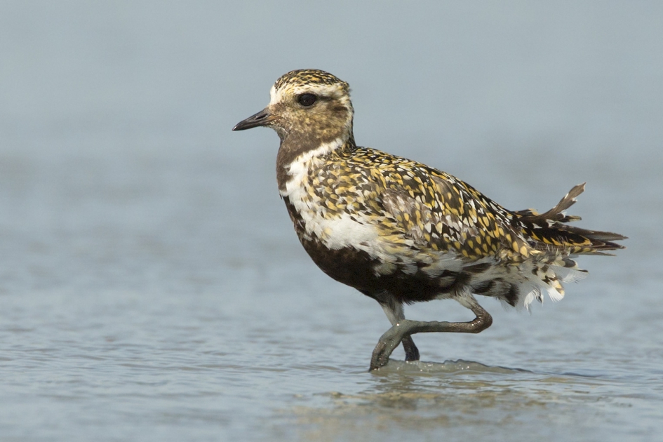 Goudplevier - Vogels - Goudplevier