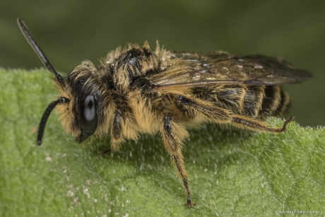 Grasbij (Andrena flavipes)