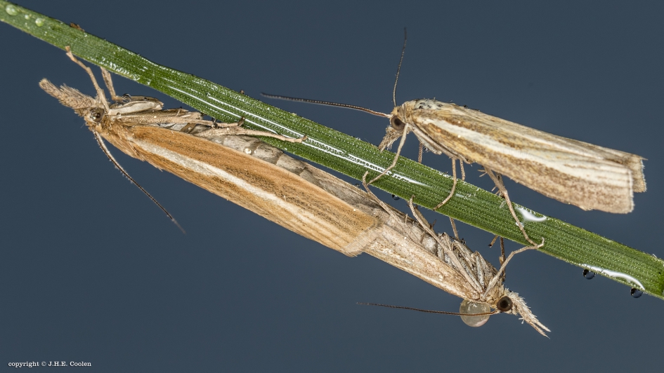 Grasmotten - Geleedpotigen - Grasmot