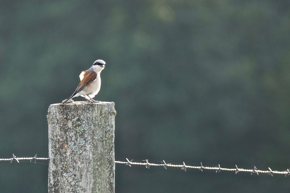 Grauwe Klauwier - Vogels - Grauwe Klauwier