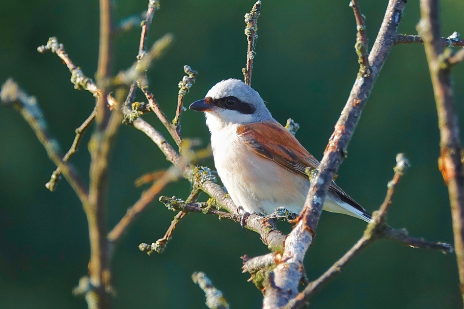 Grauwe Klauwier mannetje - Vogels - Grauwe Klauwier