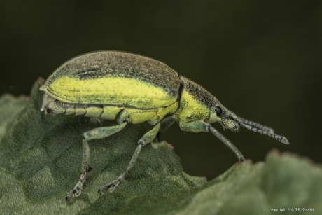Groene distelsnuitkever (Chlorophanus viridis)