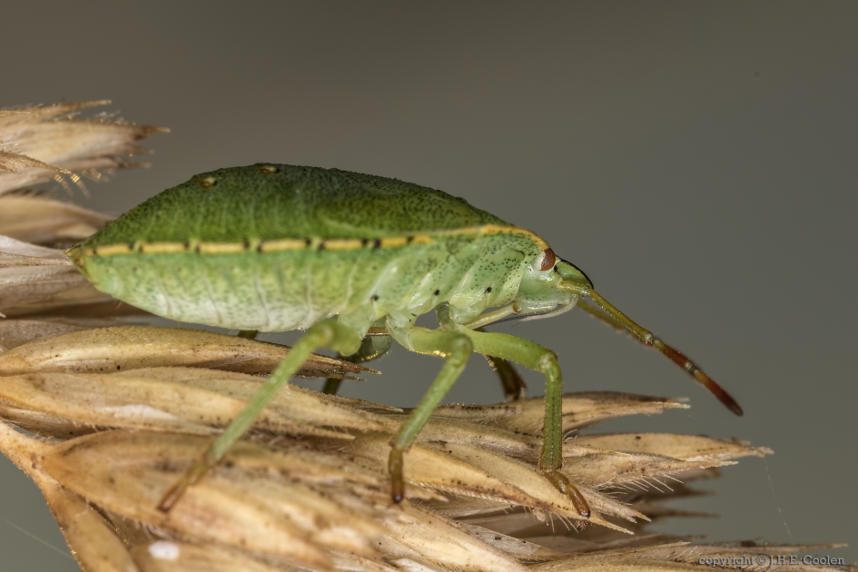 Groene stinkwants (Palomena prasina) - Geleedpotigen - Groene stinkwants