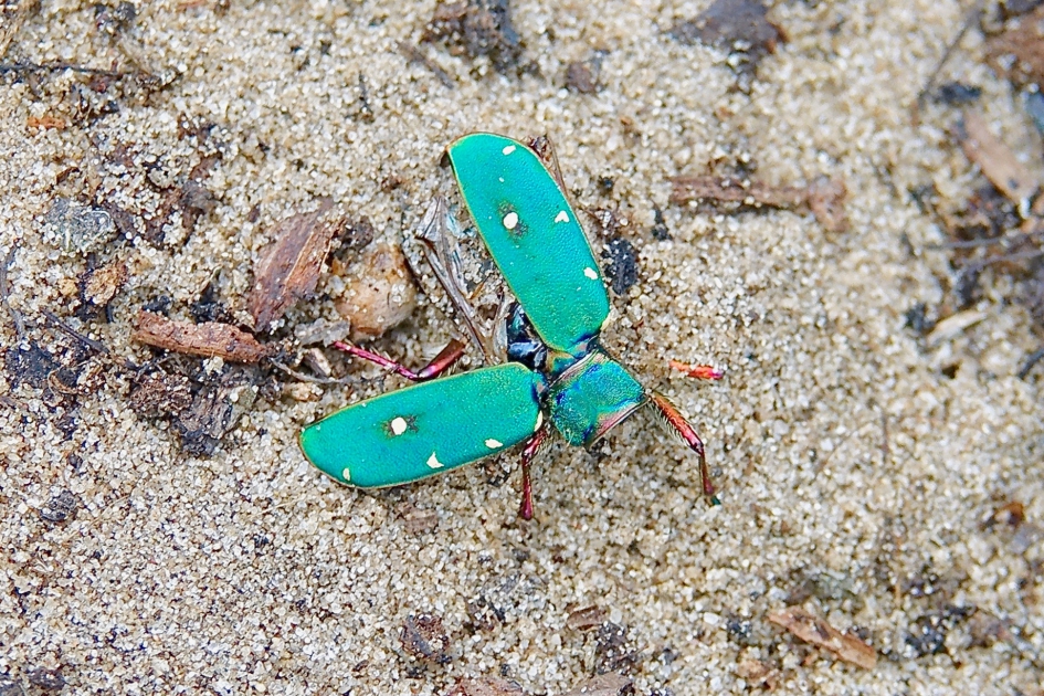 Groene Zandloopkever - Geleedpotigen - Groen Zandloopkever