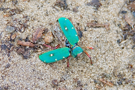 Groene Zandloopkever