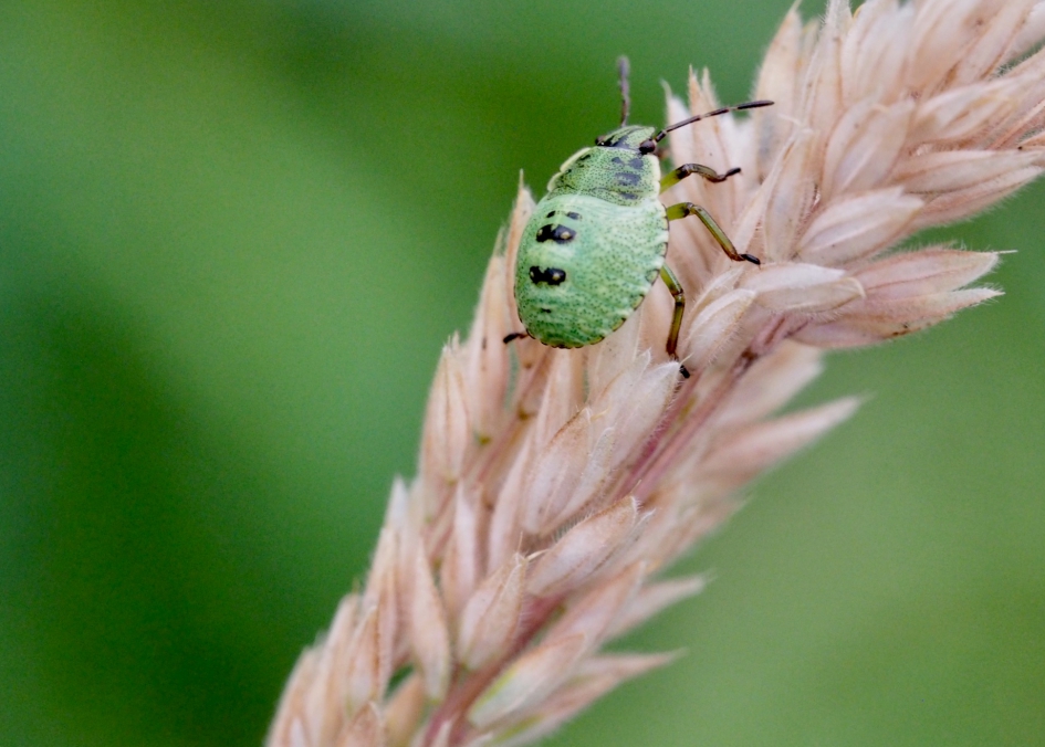 Groentje - Geleedpotigen - Nimf groene stinkwants