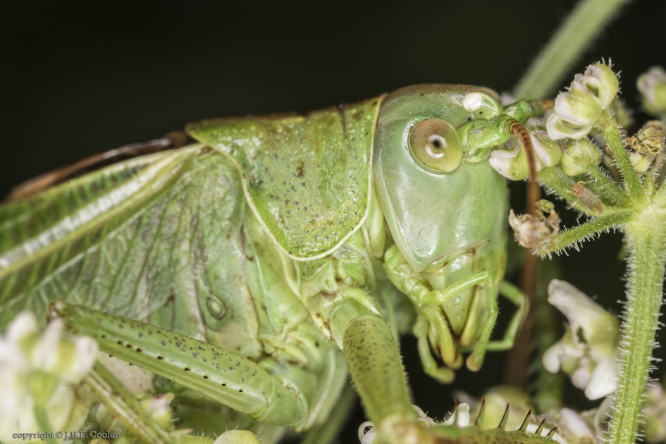 Groot en klein - Geleedpotigen - Grote groene sabelsprinkhaan