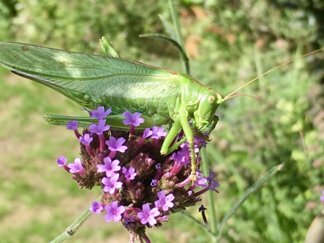 Grote groene sabelsprinkhaan