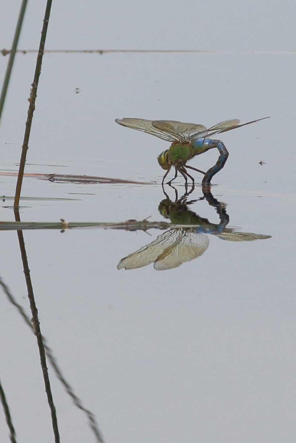 grote keizerlibel -V- - Geleedpotigen - grote keizerlibel