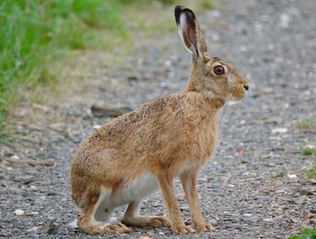 Haas gaat zitten op het pad en neemt de tijd.