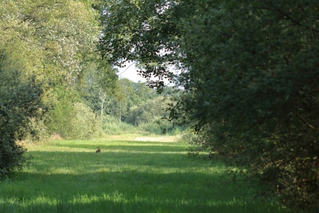 haas in ''laatste'' streepje zon