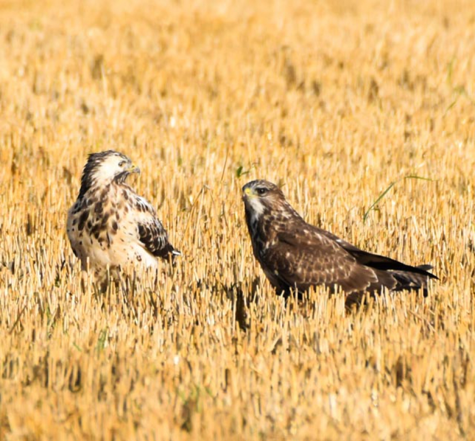 Haas val Familie Buizerd aan - Vogels - Buizerd