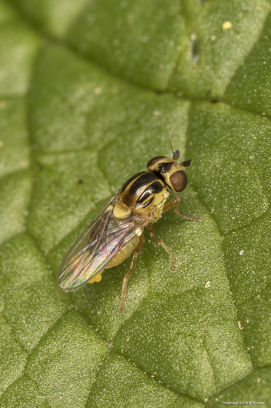 Halmvlieg met eitjes - Geleedpotigen - Halmvlieg