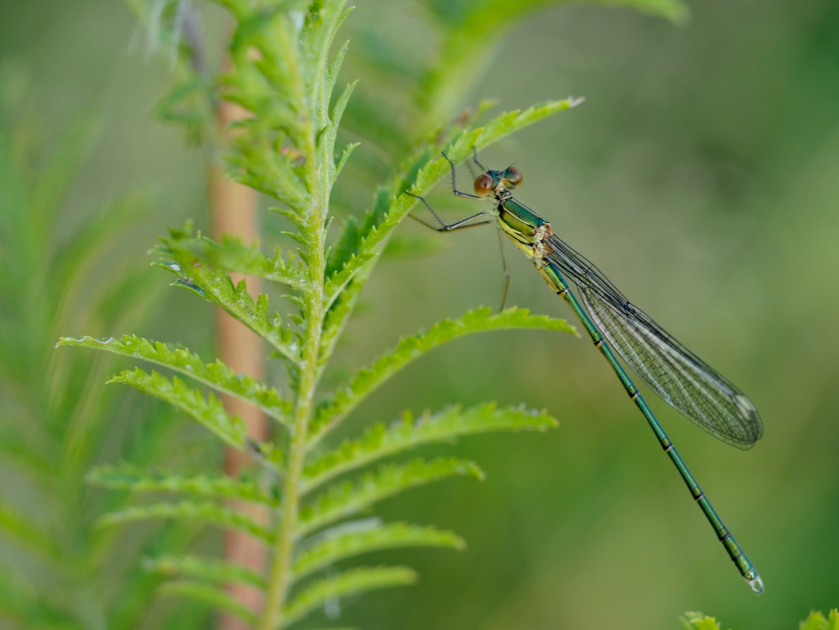 Hanger - Geleedpotigen - Houtpantserjuffer