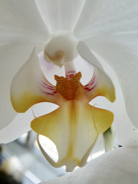 Hart van een orchidee