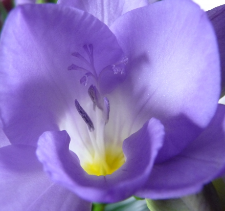 Hartje van bloem