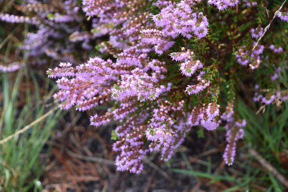 Heide - Planten - 