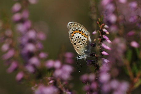 Heideblauwtje vrouwtje