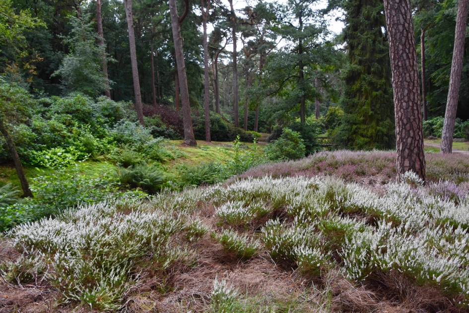 Heidetuin - Planten - 