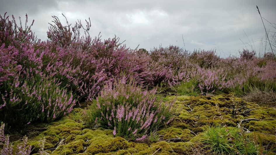 Heideveldje - Weer en landschap - Heide